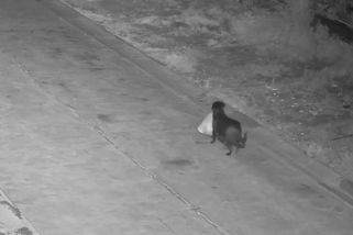 Muž naučil psa vynášet v noci odpadky do příkopu u cesty. Zachytila ho kamera - Novinky